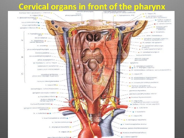 Cervical organs in front of the pharynx 