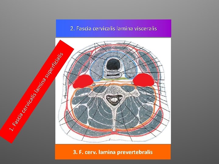 1. Fa sci a c erv ica lis lam ina su pe rfic ial