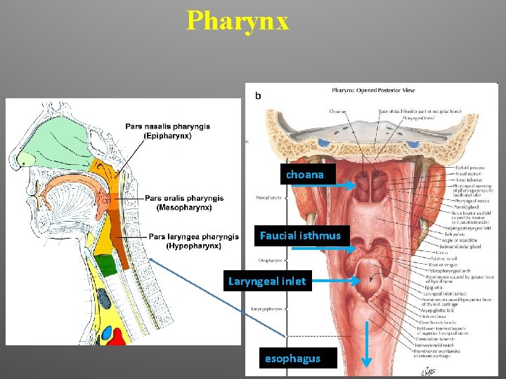 Pharynx choana Faucial isthmus C 6 Laryngeal inlet esophagus 