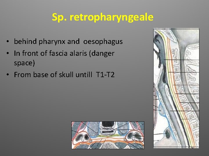 Sp. retropharyngeale • behind pharynx and oesophagus • In front of fascia alaris (danger