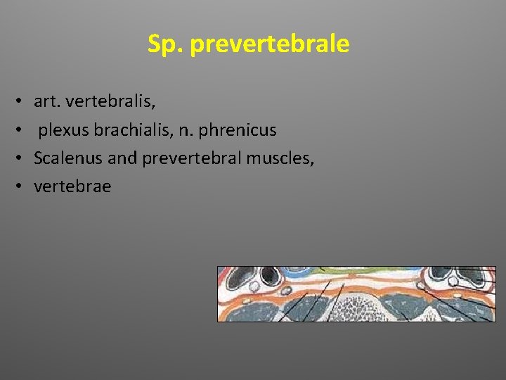 Sp. prevertebrale • • art. vertebralis, plexus brachialis, n. phrenicus Scalenus and prevertebral muscles,