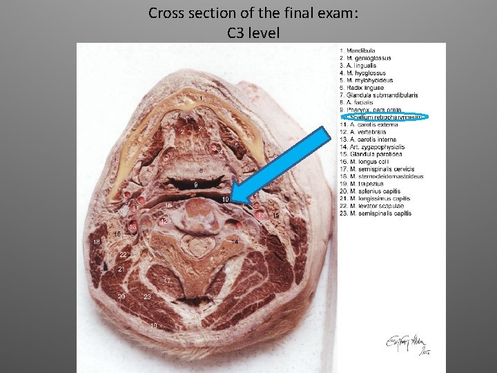 Cross section of the final exam: C 3 level 