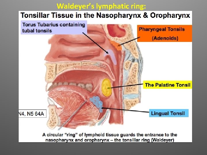 Waldeyer’s lymphatic ring: 