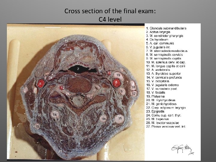 Cross section of the final exam: C 4 level 