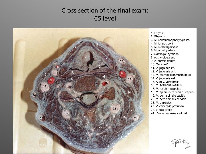 Cross section of the final exam: C 5 level 