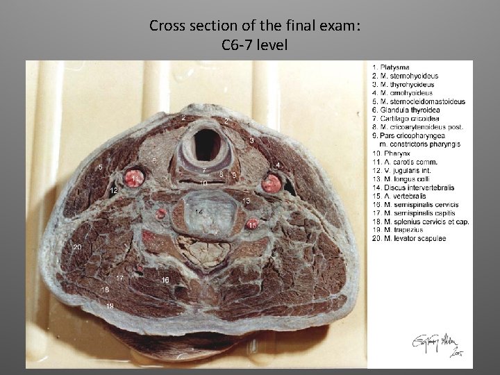 Cross section of the final exam: C 6 -7 level 