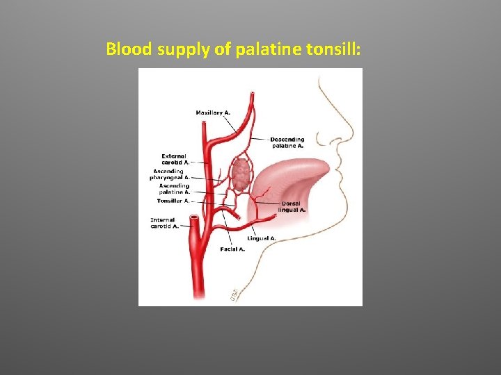 Blood supply of palatine tonsill: 