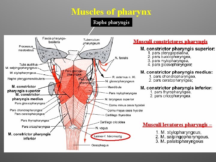 Muscles of pharynx Raphe pharyngis Musculi constrictores pharyngis n. IX n. X Musculi levatores