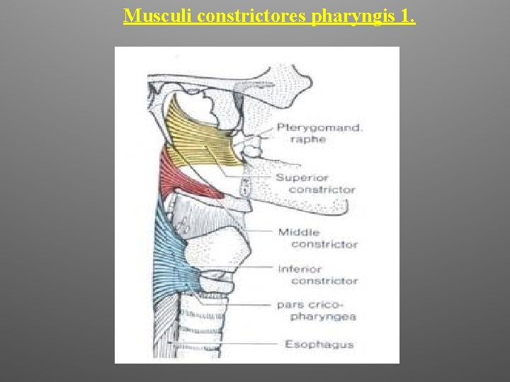 Musculi constrictores pharyngis 1. 