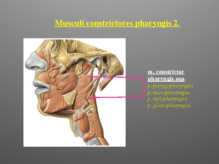 Musculi constrictores pharyngis 2. m. constrictor pharyngis sup. p. pterygopharyngea p. buccopharyngea p. mylopharyngea