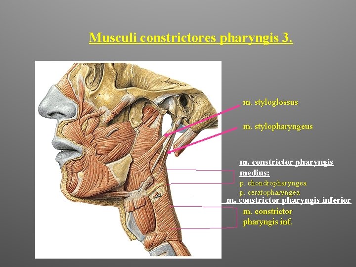 Musculi constrictores pharyngis 3. m. styloglossus m. stylopharyngeus m. constrictor pharyngis medius: p. chondropharyngea