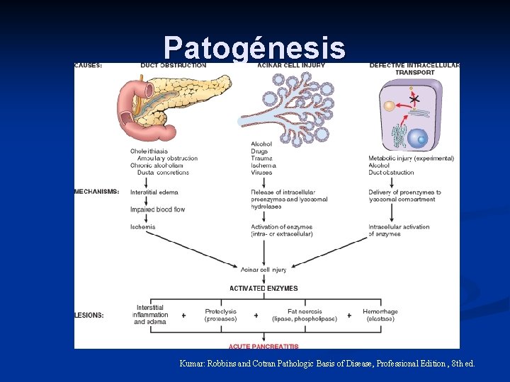 Patogénesis Kumar: Robbins and Cotran Pathologic Basis of Disease, Professional Edition , 8 th