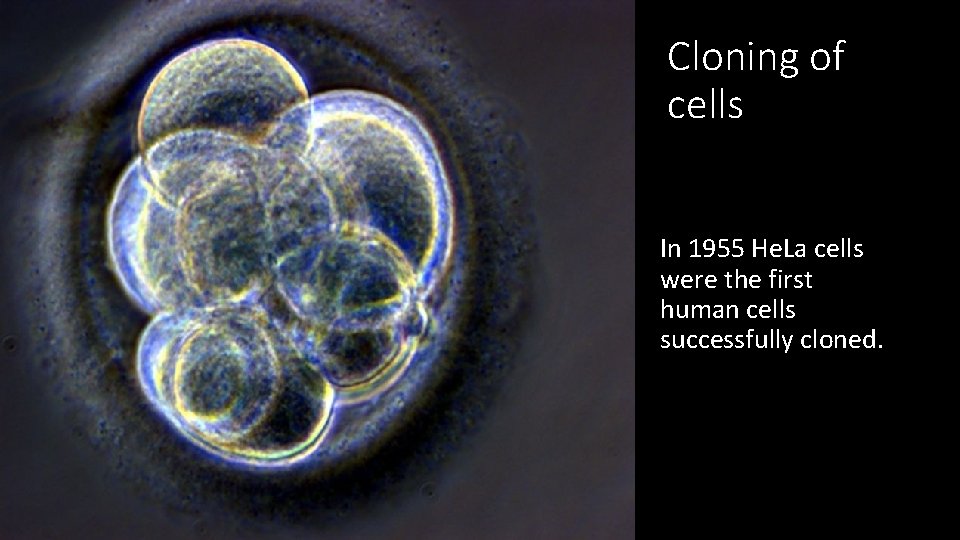 Cloning of cells In 1955 He. La cells were the first human cells successfully
