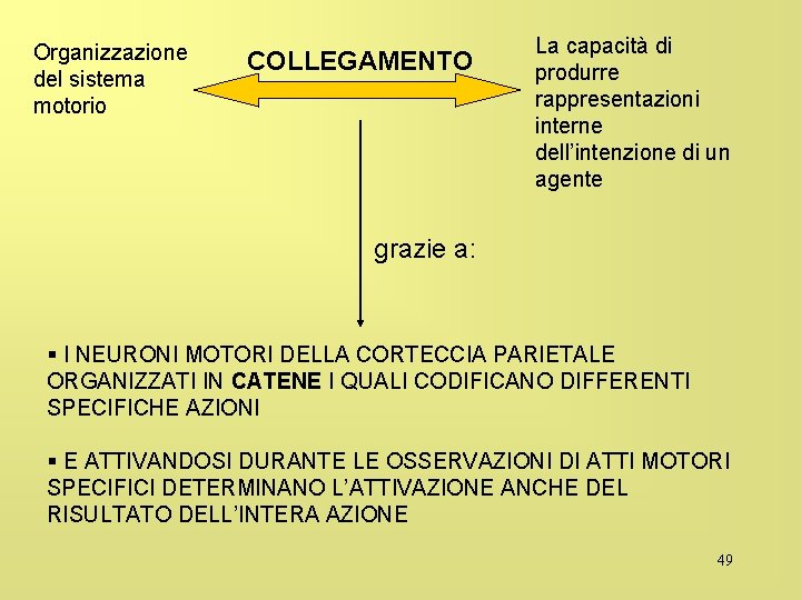 Organizzazione del sistema motorio COLLEGAMENTO La capacità di produrre rappresentazioni interne dell’intenzione di un