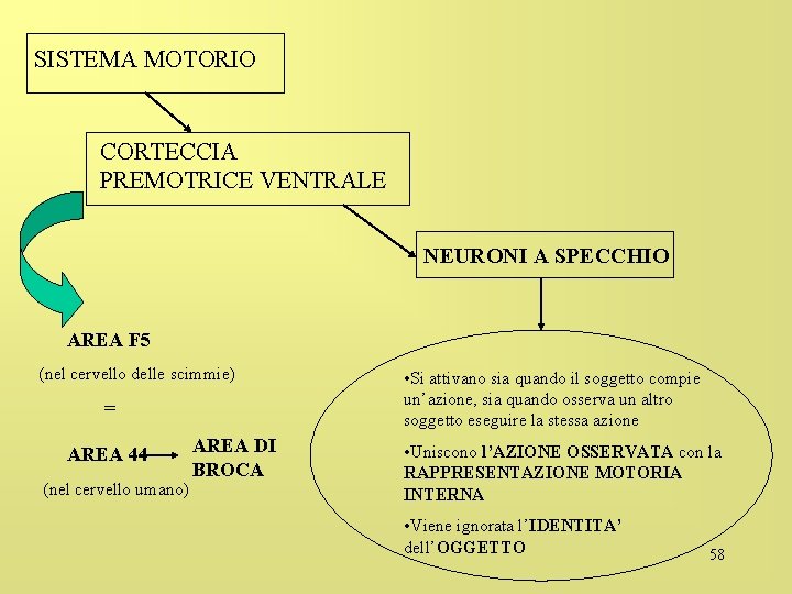 SISTEMA MOTORIO CORTECCIA PREMOTRICE VENTRALE NEURONI A SPECCHIO AREA F 5 (nel cervello delle