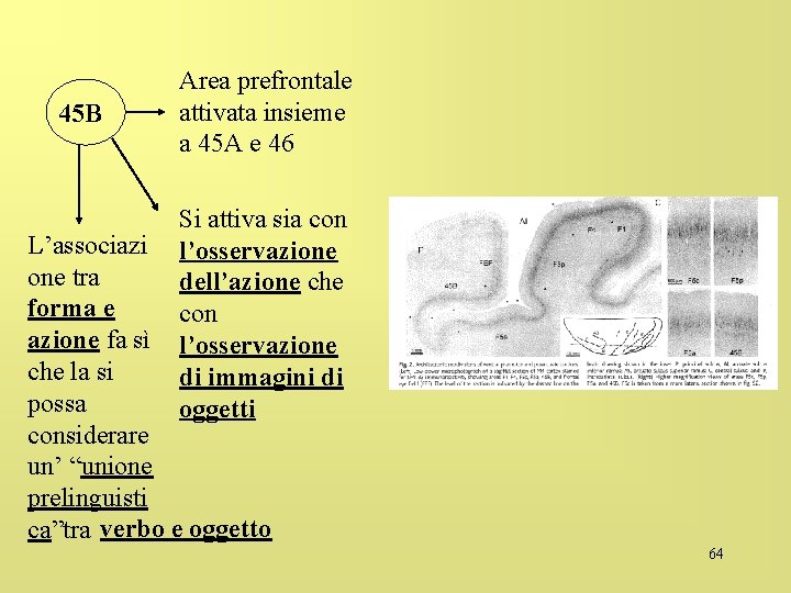 45 B Area prefrontale attivata insieme a 45 A e 46 Si attiva sia