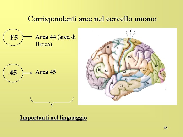 Corrispondenti aree nel cervello umano F 5 Area 44 (area di Broca) 45 Area