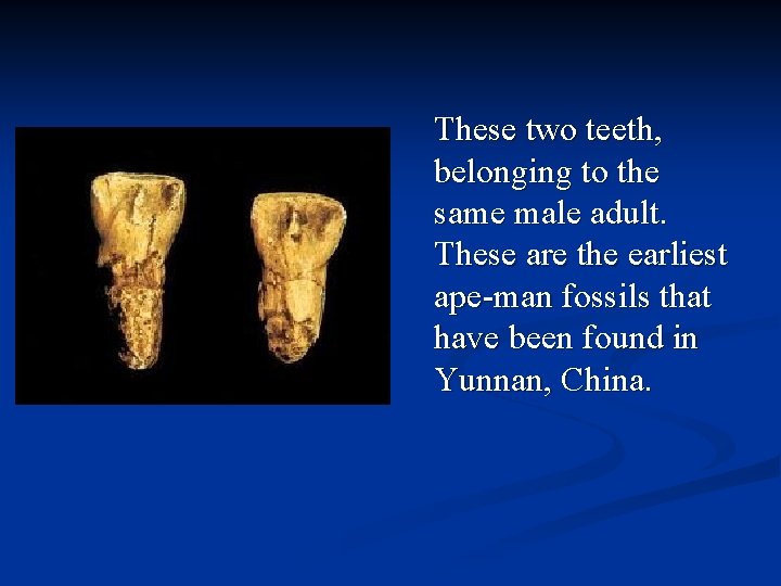 These two teeth, belonging to the same male adult. These are the earliest ape-man