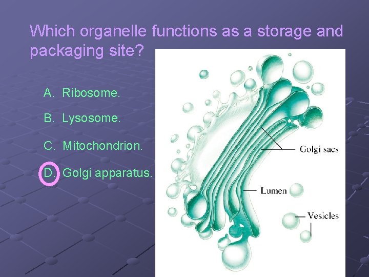 The Animal Plant Biology 12 Two Functions Of