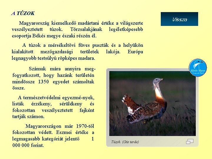 A TÚZOK Magyarország kiemelkedő madártani értéke a világszerte veszélyeztetett túzok. Törzsalakjának legéletképesebb csoportja Békés