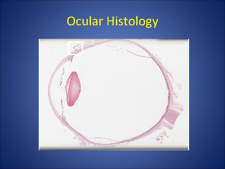 Ocular Histology Ocular Histology