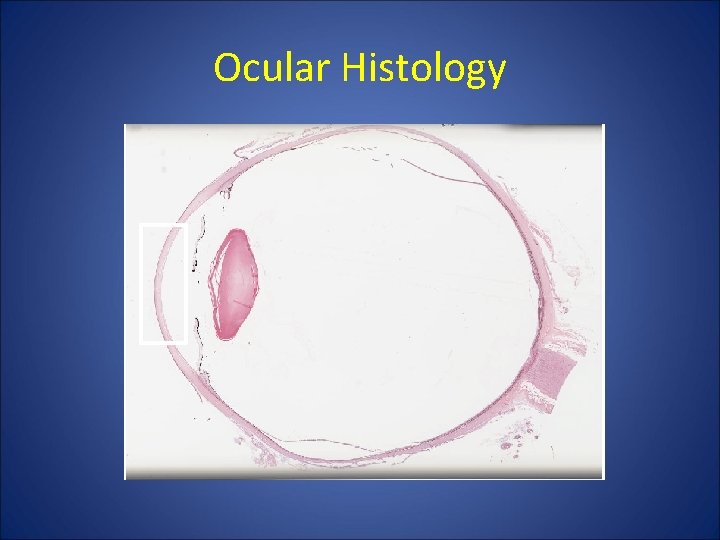 Ocular Histology Ocular Histology