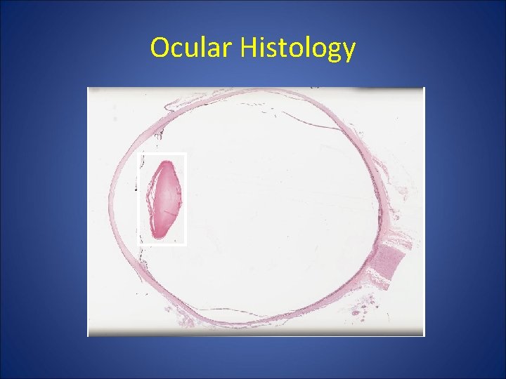 Ocular Histology Ocular Histology