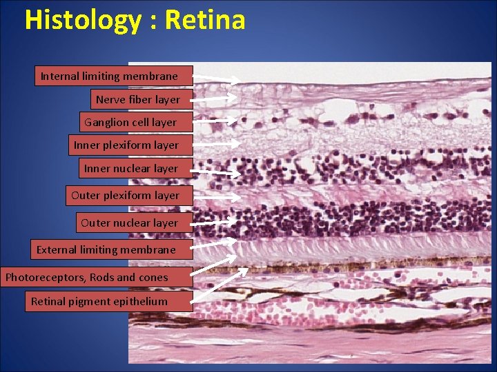 Histology : Retina Internal limiting membrane Nerve fiber layer Ganglion cell layer Inner plexiform Histology : Retina Internal limiting membrane Nerve fiber layer Ganglion cell layer Inner plexiform