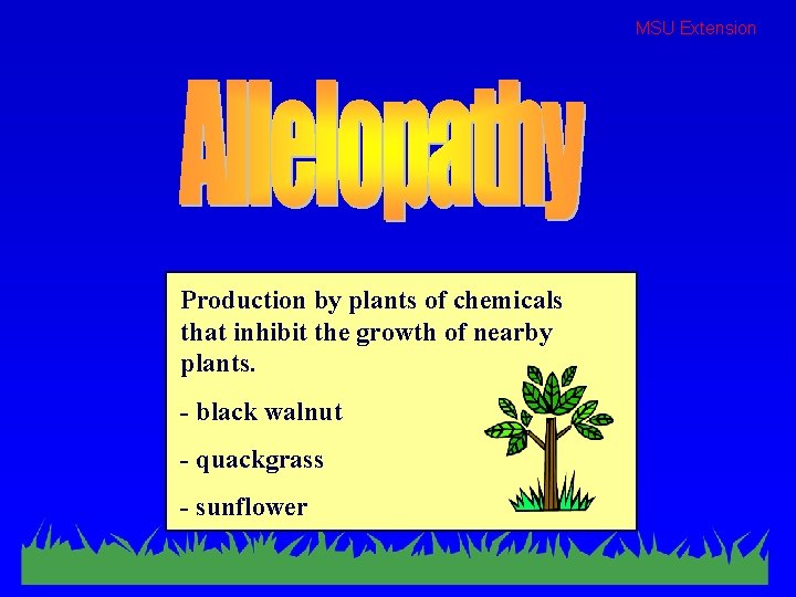 MSU Extension Production by plants of chemicals that inhibit the growth of nearby plants.