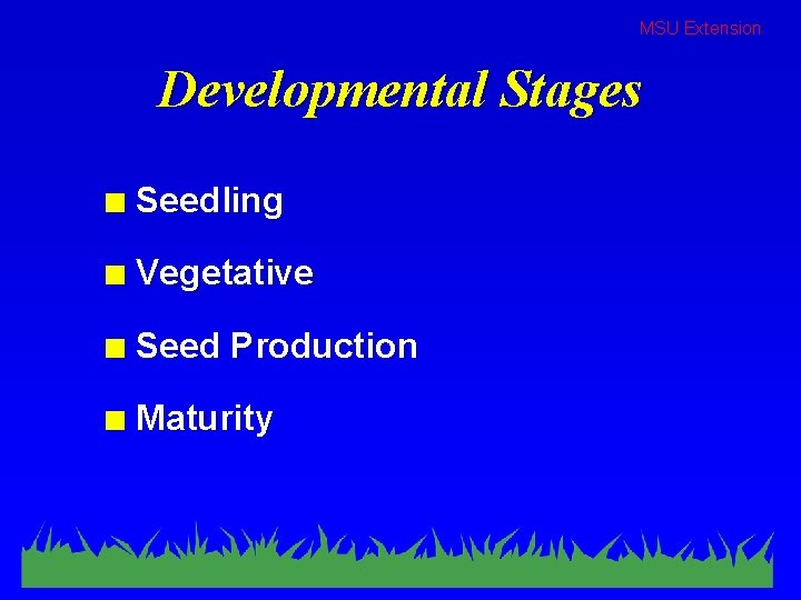 MSU Extension Developmental Stages n Seedling n Vegetative n Seed Production n Maturity 