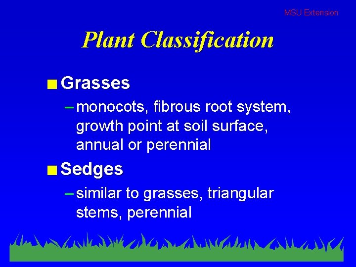 MSU Extension Plant Classification n Grasses – monocots, fibrous root system, growth point at
