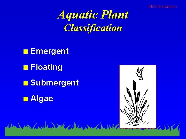 Aquatic Plant Classification n Emergent n Floating n Submergent n Algae MSU Extension 