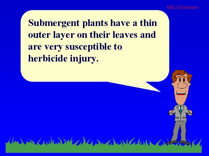 MSU Extension Submergent plants have a thin outer layer on their leaves and are