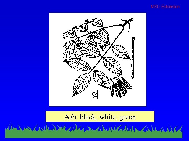 MSU Extension Ash: black, white, green 