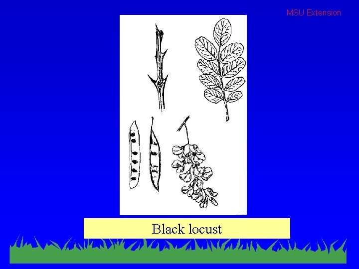 MSU Extension Black locust 
