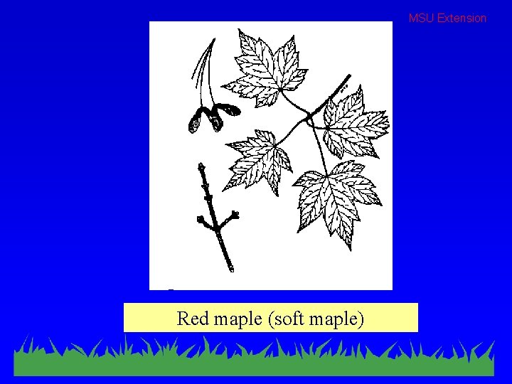 MSU Extension Red maple (soft maple) 