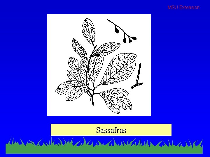 MSU Extension Sassafras 