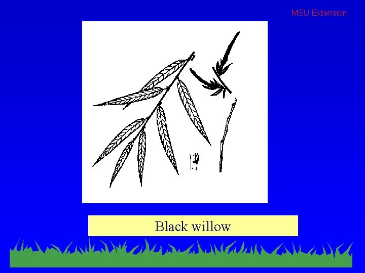 MSU Extension Black willow 