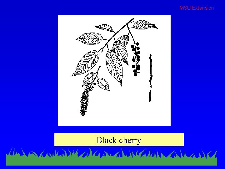 MSU Extension Black cherry 
