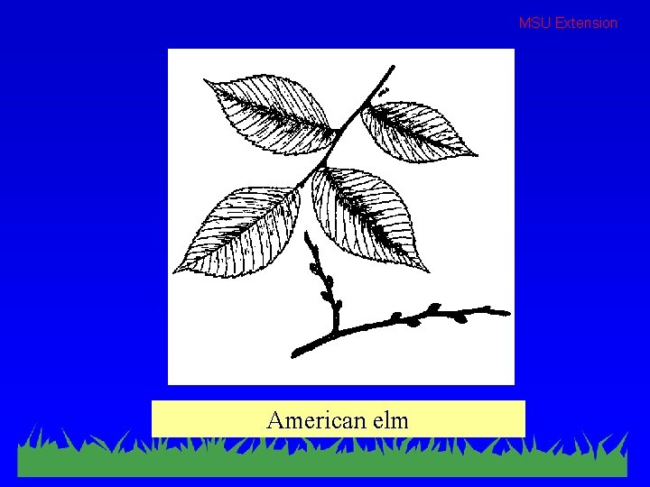 MSU Extension American elm 