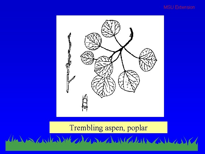 MSU Extension Trembling aspen, poplar 
