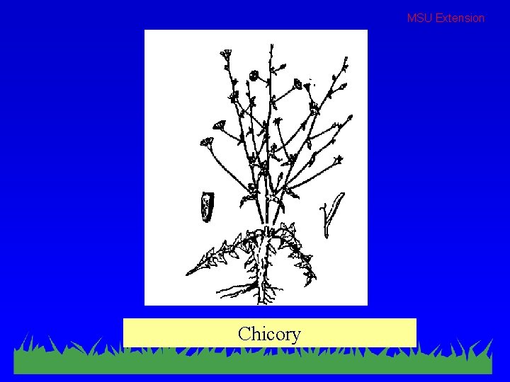 MSU Extension Chicory 