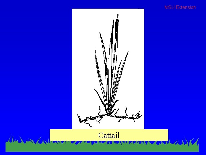 MSU Extension Cattail 