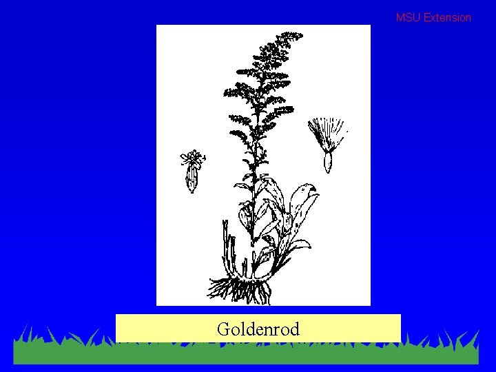 MSU Extension Goldenrod 