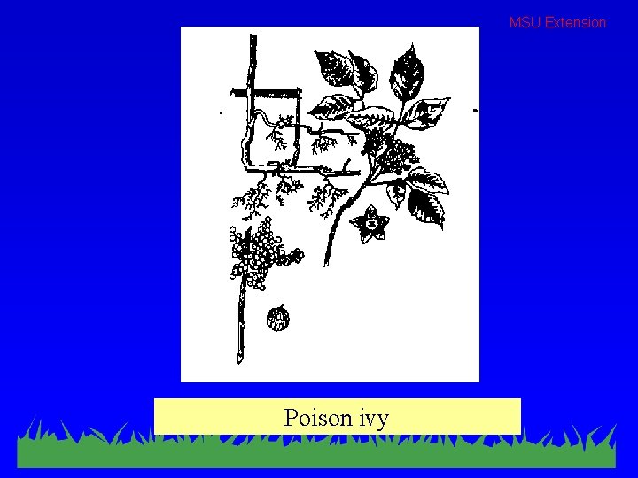MSU Extension Poison ivy 