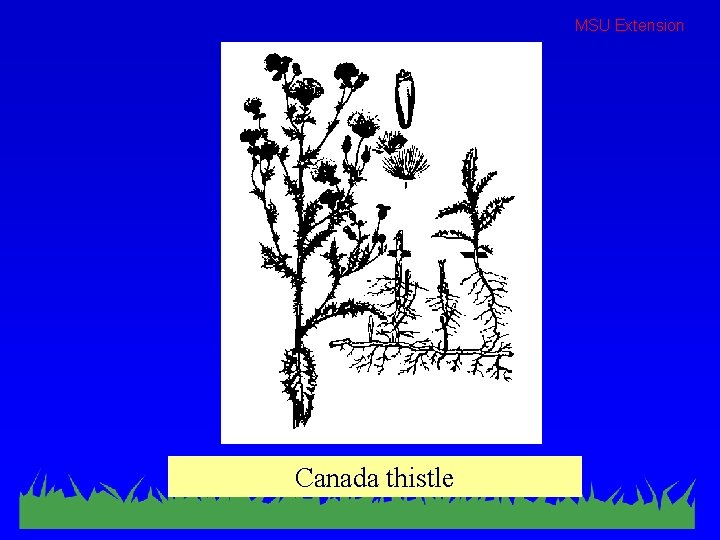 MSU Extension Canada thistle 