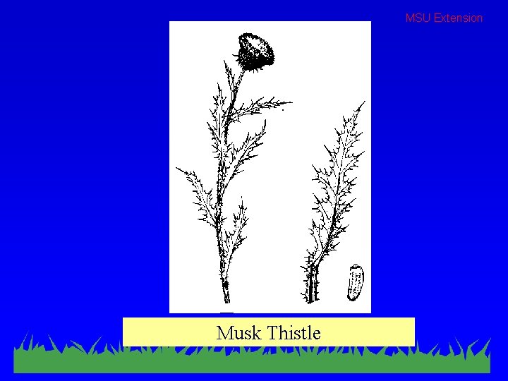 MSU Extension Musk Thistle 