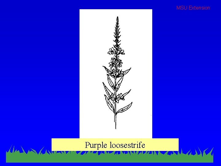 MSU Extension Purple loosestrife 