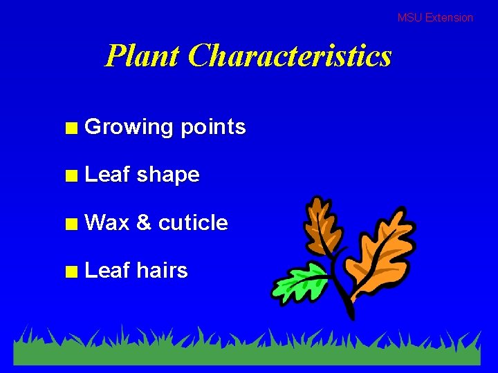 MSU Extension Plant Characteristics n Growing points n Leaf shape n Wax & cuticle