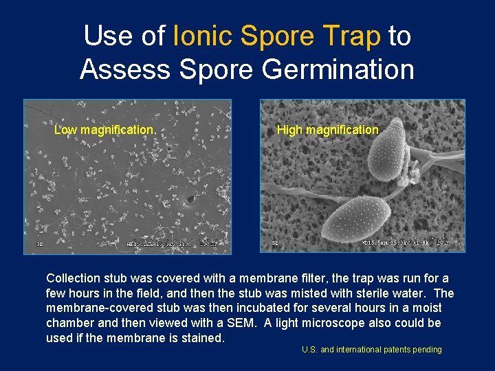 Use of Ionic Spore Trap to Assess Spore Germination Low magnification. High magnification Collection